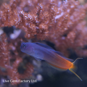Blenny - Bicolor