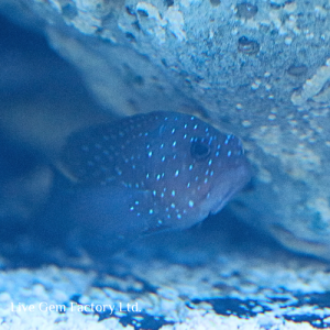 Grouper - Peacock