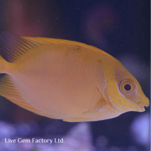 Rabbitfish - Blue Spotted