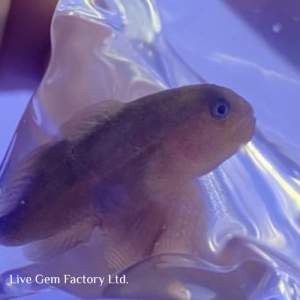 Goby - Clown (Brown)