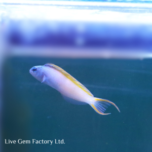 Blenny - Forktail