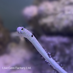 Eel - Garden