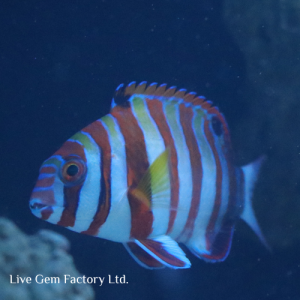 Tuskfish - Harlequin