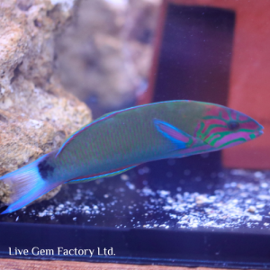 Wrasse - Lunare