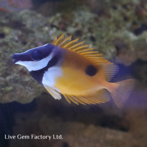 Rabbitfish - Foxface