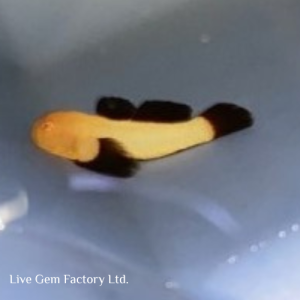 Goby -  Clown (Panda)