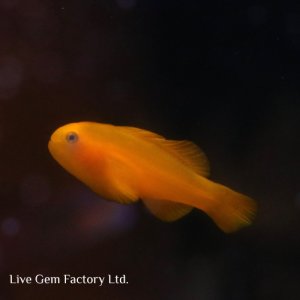 Goby - Clown (Yellow)