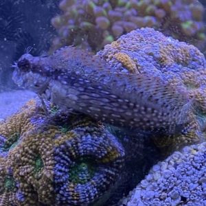 Blenny - Lawnmower