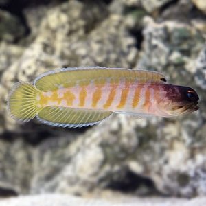 Jawfish - Blackcap