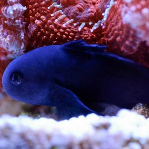Goby - Clown (Black)