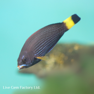 Wrasse - Chiseltooth