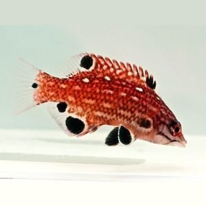 Hogfish - Diana