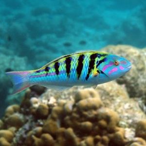 Wrasse - Hardwicke