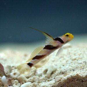 Goby - Prawn (Hi-fin)