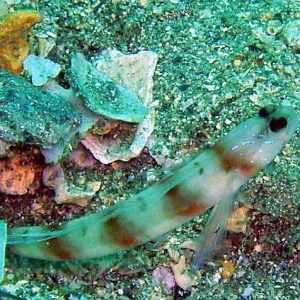 Goby - Prawn (Japanese)