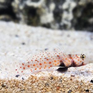 Goby - Prawn (Orange Spotted)