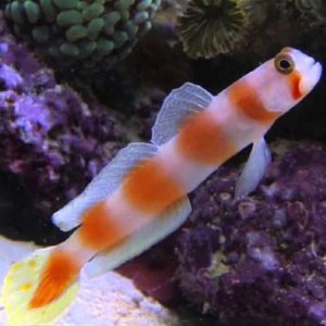 Goby - Prawn (Pink-bar)