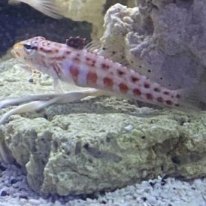 Blenny - Sandhopper