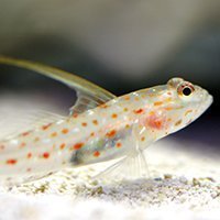 Goby - Tangaroa