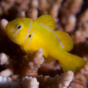 Goby - Clown (Yellow Coral)