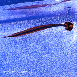 Pipefish - Blue Stripe