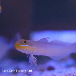 Goby - Golden Sleeper