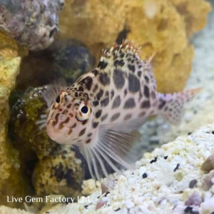 Hawkfish - Pixy