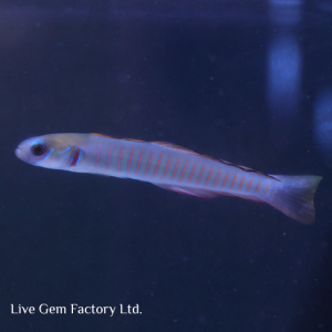 Dartfish - Zebra