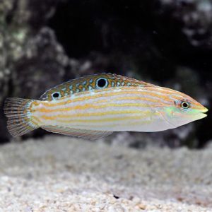 Wrasse - Adorned