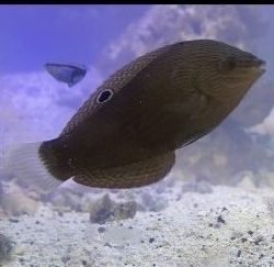 Wrasse - Dusky