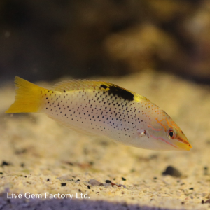 Wrasse - Marble