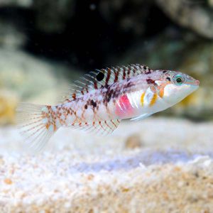 Wrasse - Nebulous