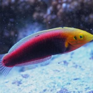 Wrasse - Radiant