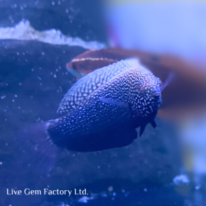 Wrasse - Black Leopard