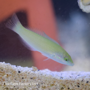 Wrasse - Green