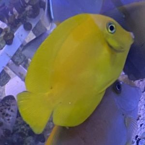 Tang - Yellow Mimic
