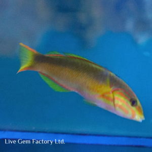 Wrasse - Sunset