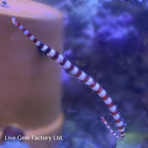 Pipefish - Banded