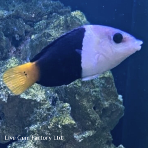 Wrasse - Banner