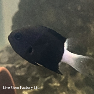 Chromis - Bicolor