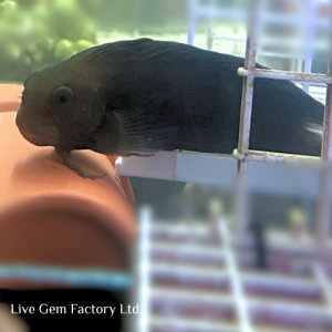 Blenny - Sailfin (Black)