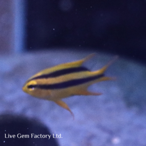 Damsel - Black and Gold