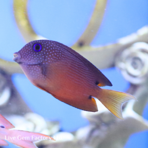 Tang - Blue Eyed