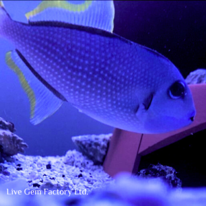 Triggerfish - Blue Throat