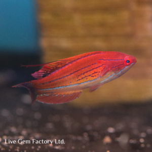Wrasse - Carpenter Flasher