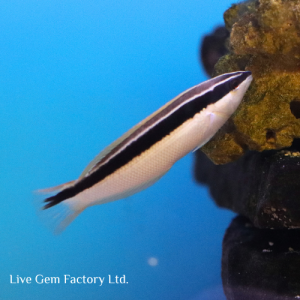 Wrasse - Pixie