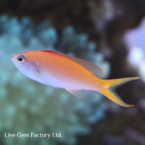 Anthias - Dispar