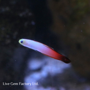Goby - Firefish
