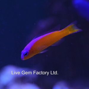 Dottyback - Diadema