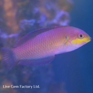 Wrasse - Kuiter Leopard